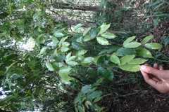 Meteoromyrtus wynaadensis